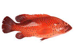 Grouper